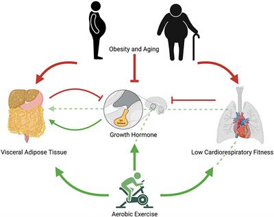 Growth Hormone as a Potential Mediator of Aerobic Exercise-Induced Reductions in Visceral Adipose Tissue